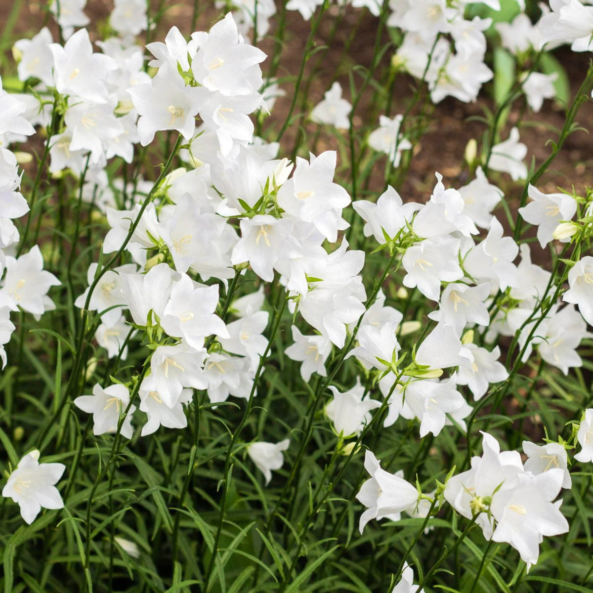 Campanula Plant Mix Elegant white Campanula blooms densely packed among slender green stems, planted in a garden bed. 3