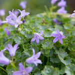 Campanula Plant Mix Close-up of trailing Campanula with small lavender-blue star-shaped flowers and textured green foliage. 4