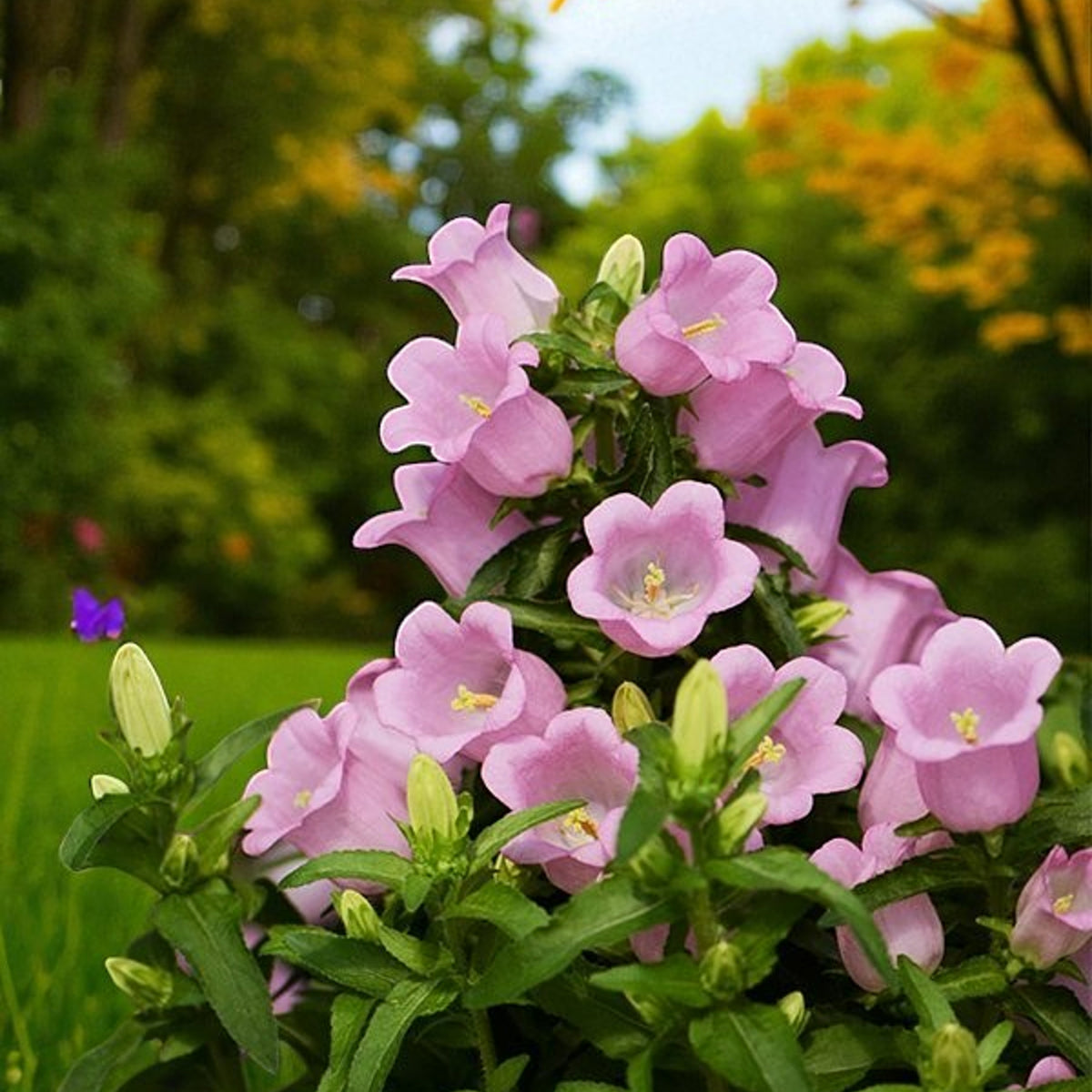Campanula Plant Mix Compact Campanula plant with bell-shaped, light lavender-pink flowers against a blurred woodland garden background. 5