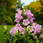 Campanula Plant Mix Compact Campanula plant with bell-shaped, light lavender-pink flowers against a blurred woodland garden background. 5