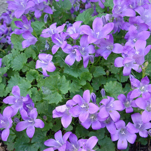 Campanula Bavarian Blue Alpine Plant Campanula Bavarian Blue Alpine Plant image2 2