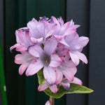 Campanula Caroline Bare Root  1