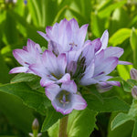 Campanula Caroline Bare Root  4