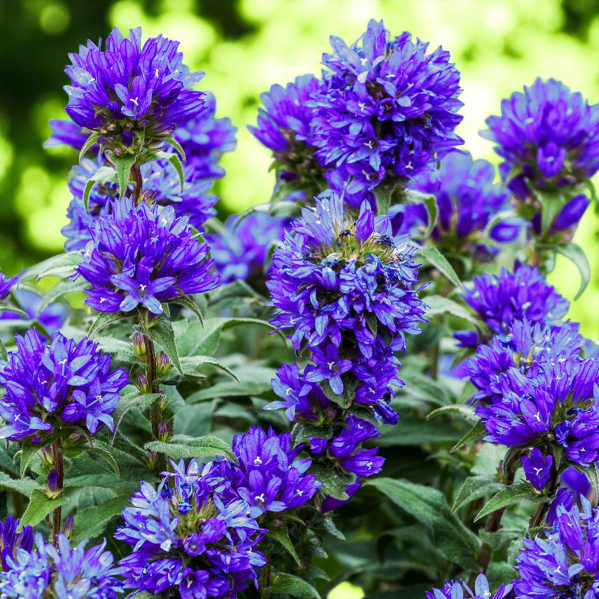 Campanula Superba Bare Root  1