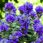 Campanula Superba Bare Root  1