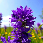 Campanula Superba Bare Root  2