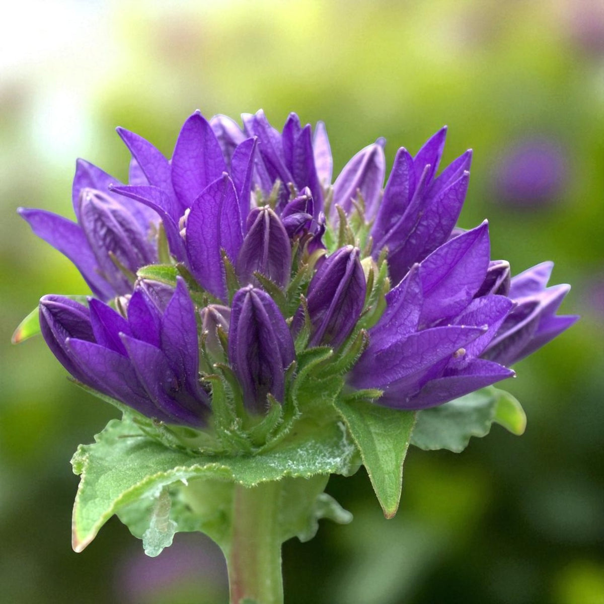 Campanula Superba Bare Root  3