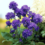 Campanula Superba Bare Root  4