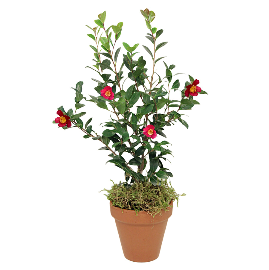 Camellia Yuletide Plant Gift in Terracotta Pot CAMYULTERAPOT-camellia yuletide outdoor flowering plant in terracotta pot-image1V1 2