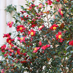 Camellia Yuletide Plant Gift in Terracotta Pot  3