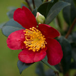 Camellia Yuletide Plant Gift in Terracotta Pot  4
