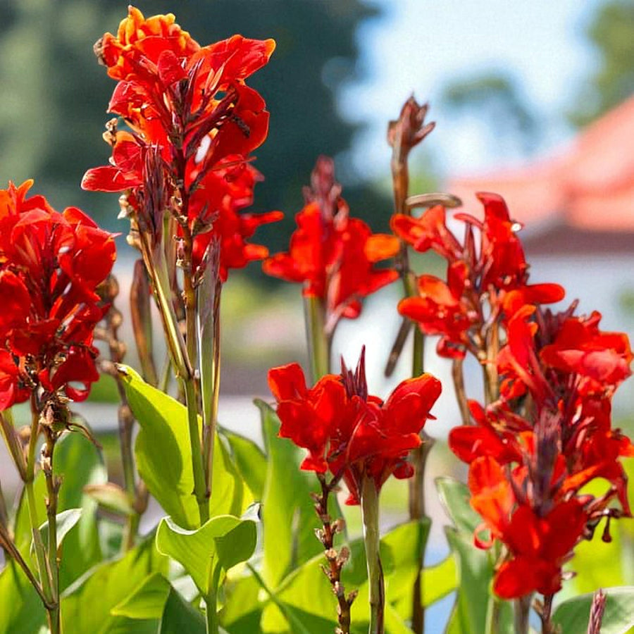 Canna Brilliant Bare Root  1