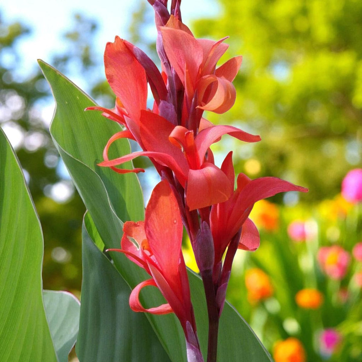 Canna Brilliant Bare Root  3