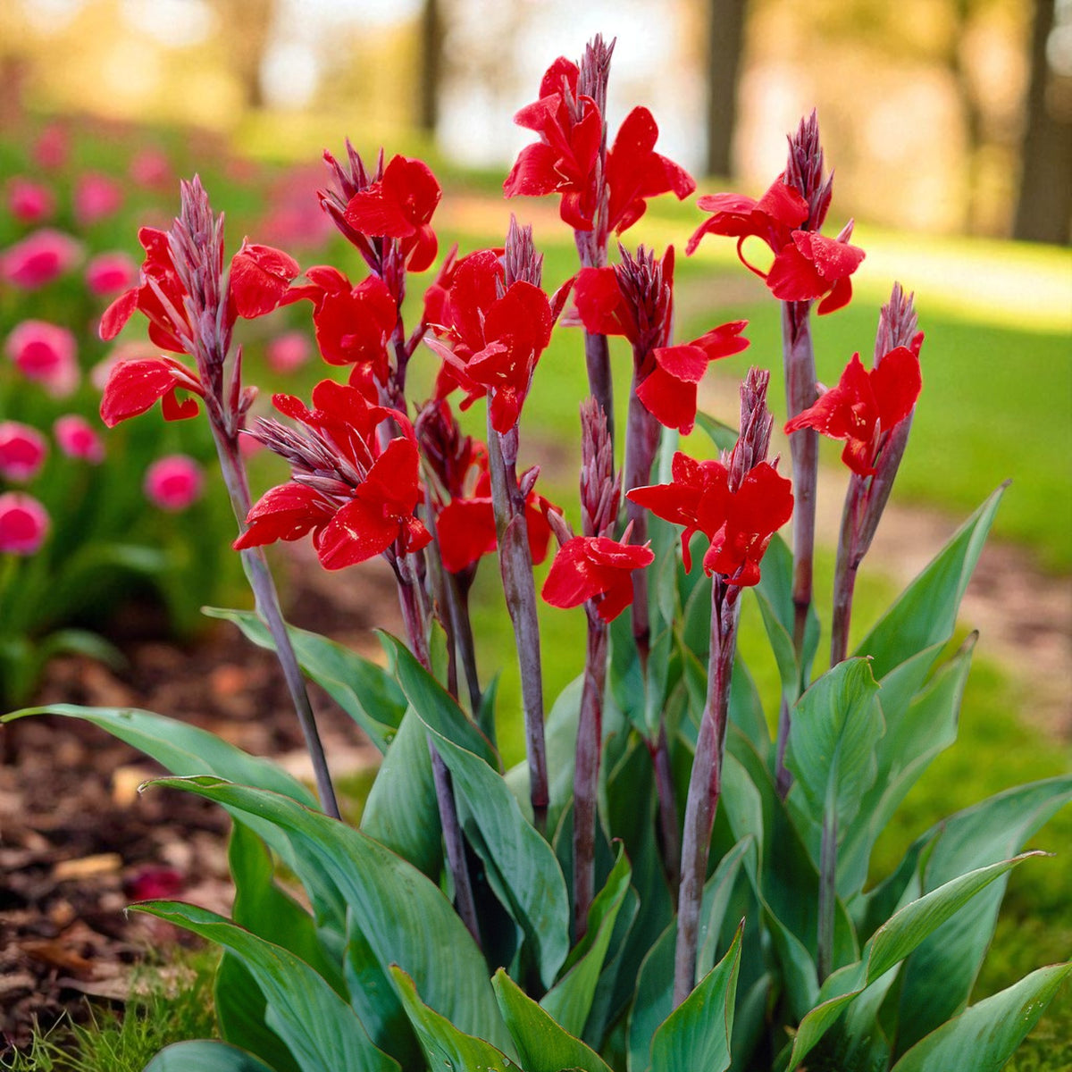 Canna Brilliant Bare Root  2