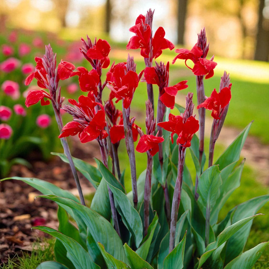 Canna Brilliant Bare Root  2