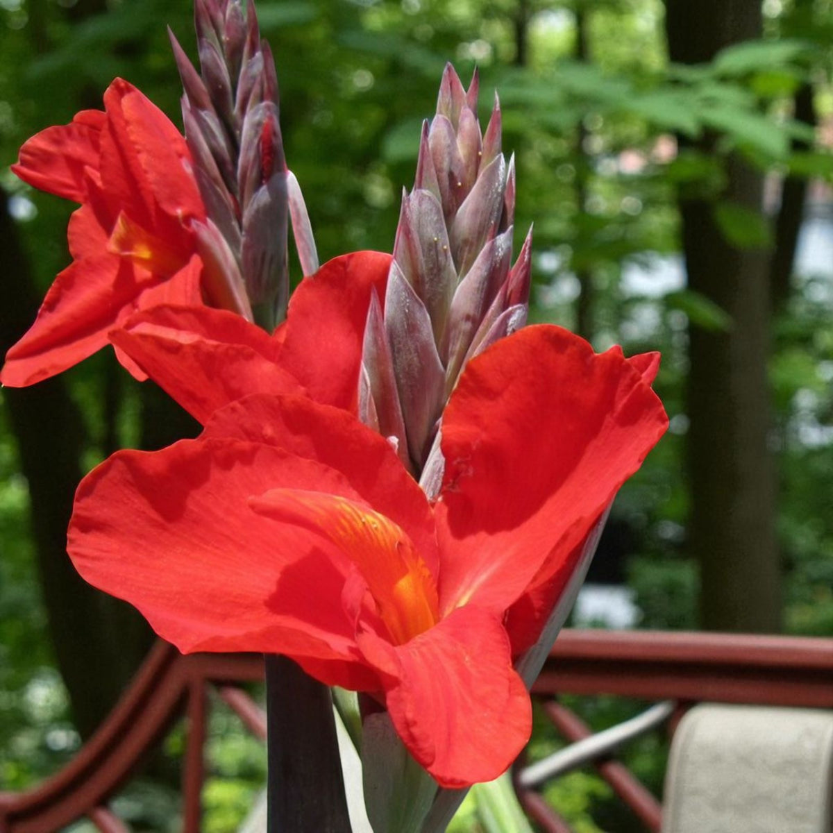 Canna Brilliant Bare Root  4