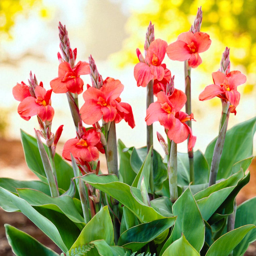 Canna Mrs Oklahoma Bare Root  2