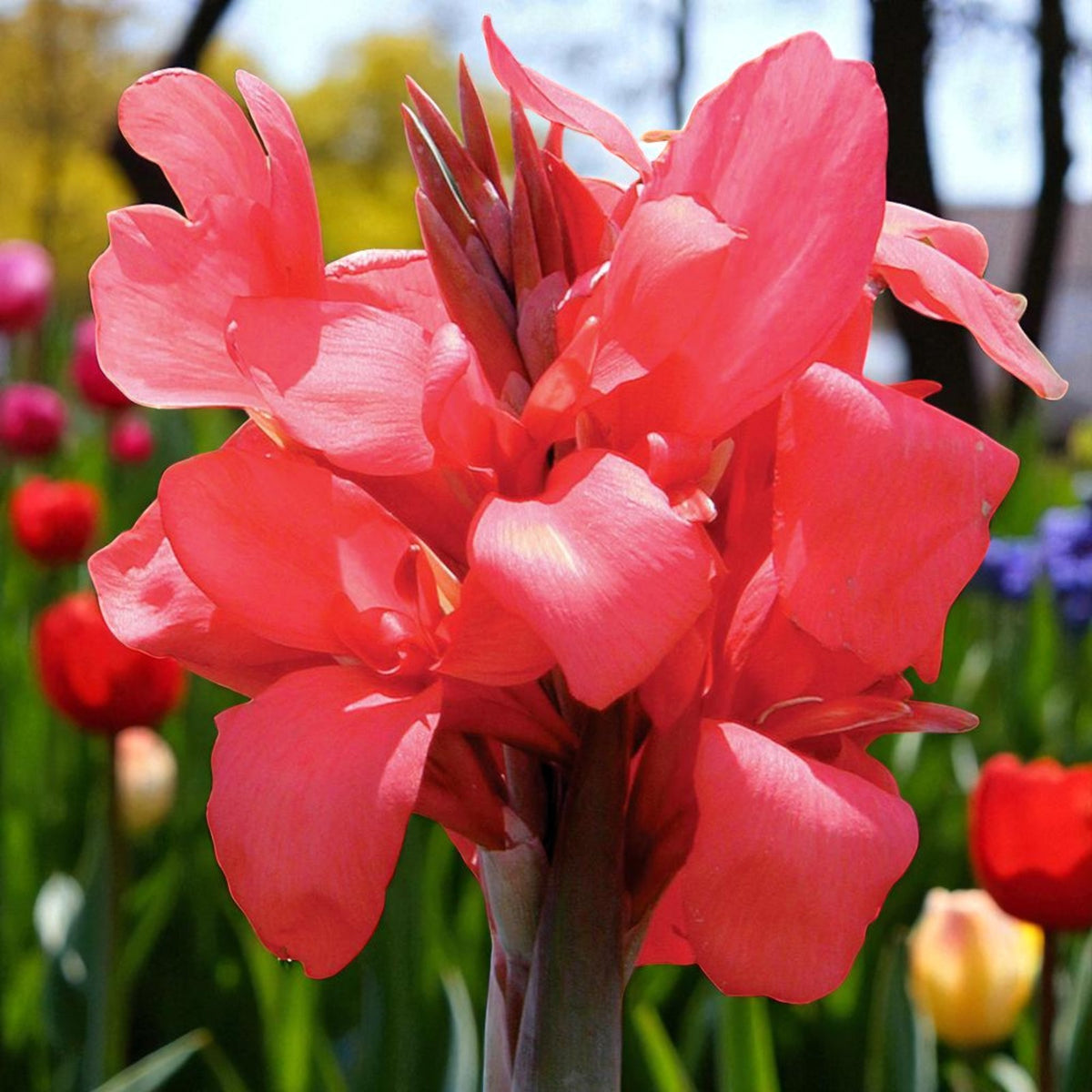 Canna Mrs Oklahoma Bare Root  4