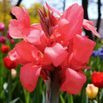 Canna Mrs Oklahoma Bare Root  4