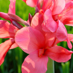 Canna Mrs Oklahoma Bare Root  3