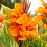 Canna Striata Bare Root  4
