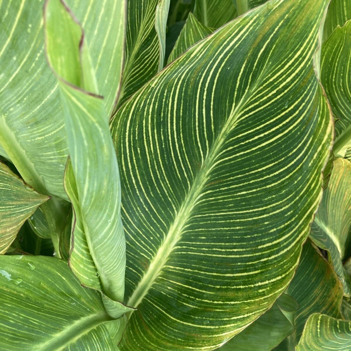 Canna Striata Bare Root  3
