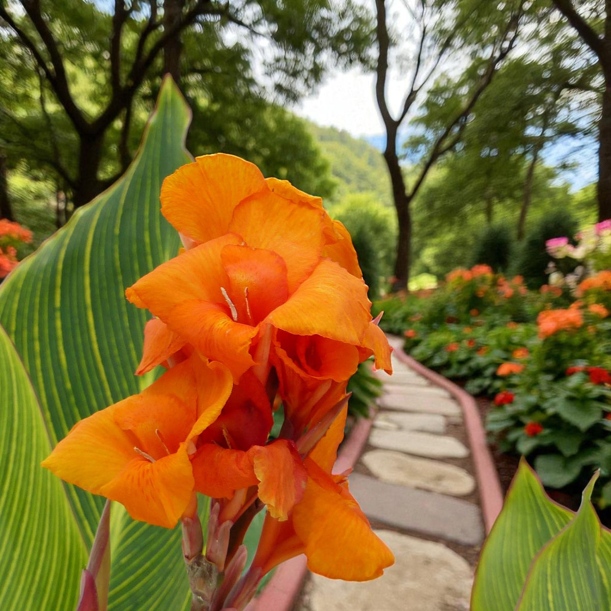 Canna Striata Bare Root  2