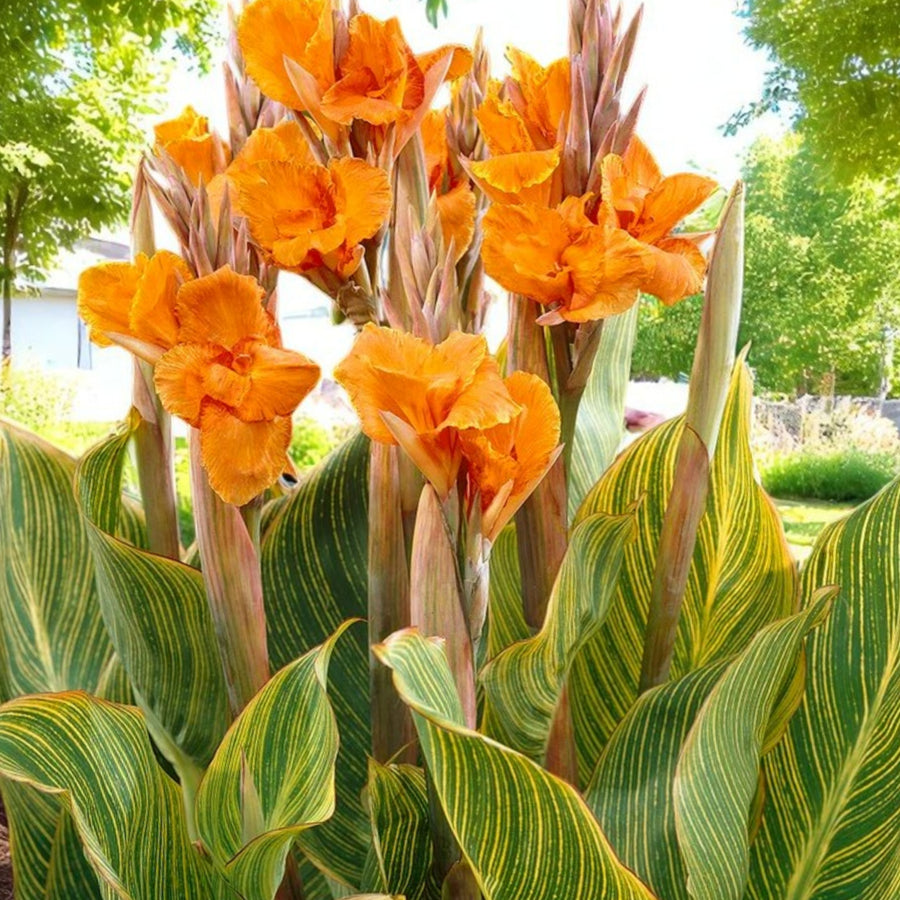 Canna Striata Bare Root  1