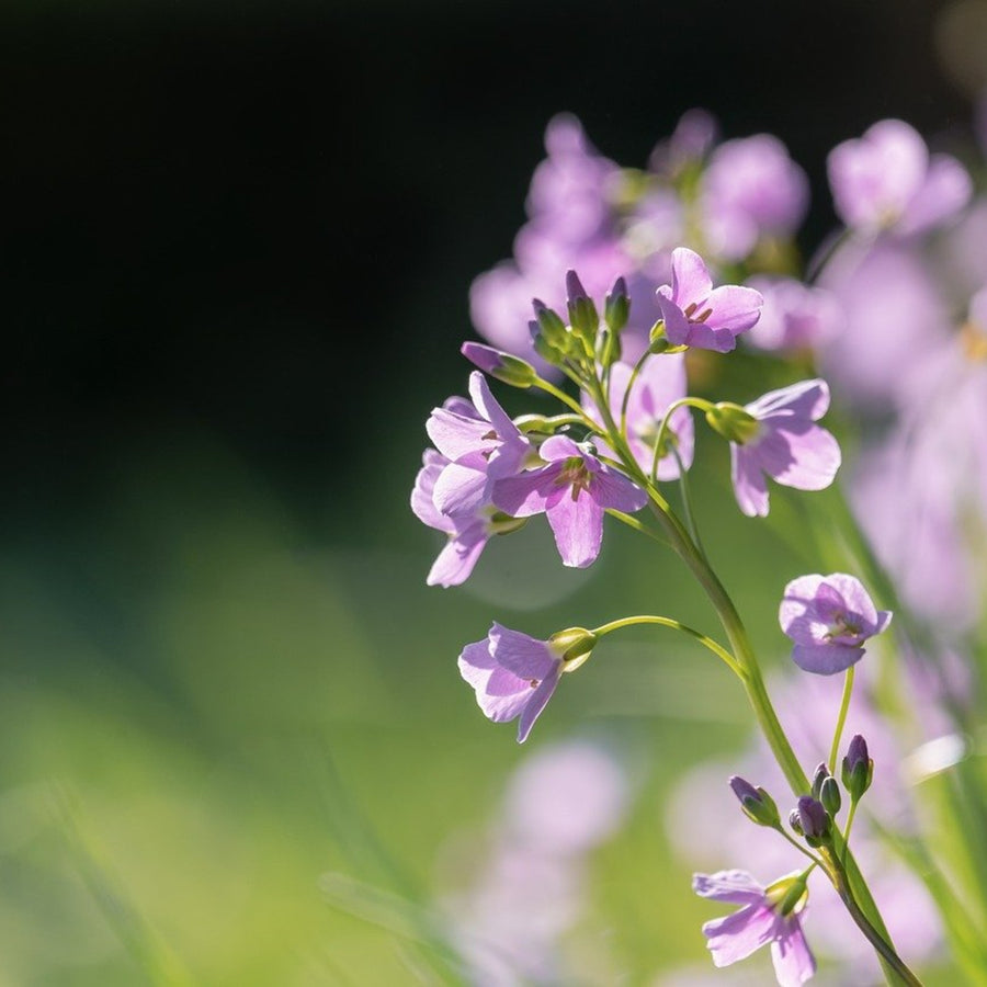 Cuckoo Flower - Cardamine pratensis Pond Plant Close up of delicate pale lilac cuckoo flowers blooming in soft sunlight, with a blurred green and dark background creating a tranquil atmosphere. 1