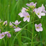 Cuckoo Flower - Cardamine pratensis Pond Plant Cluster of light mauve cuckoo flowers in a lush meadow, surrounded by tall green grass and slender stems. 2