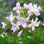 Cuckoo Flower - Cardamine pratensis Pond Plant Group of soft pinkish lilac cuckoo flowers with yellow green stamens, blooming in a natural grassy habitat. 3