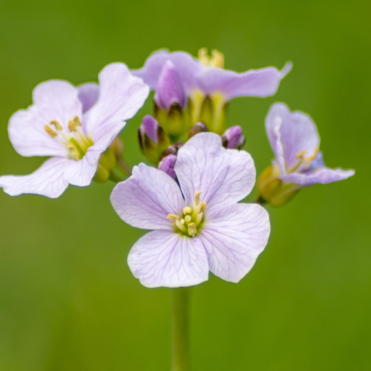 Cuckoo Flower - Cardamine pratensis Pond Plant Macro view of cuckoo flowers showing their intricate petal veins and central stamens, set against a vivid green background. 4