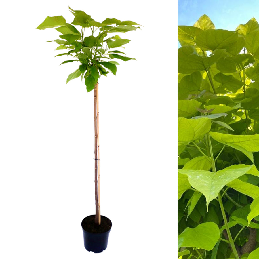 Indian Bean Tree on 60cm Stem CATALPHA-1-image1 1