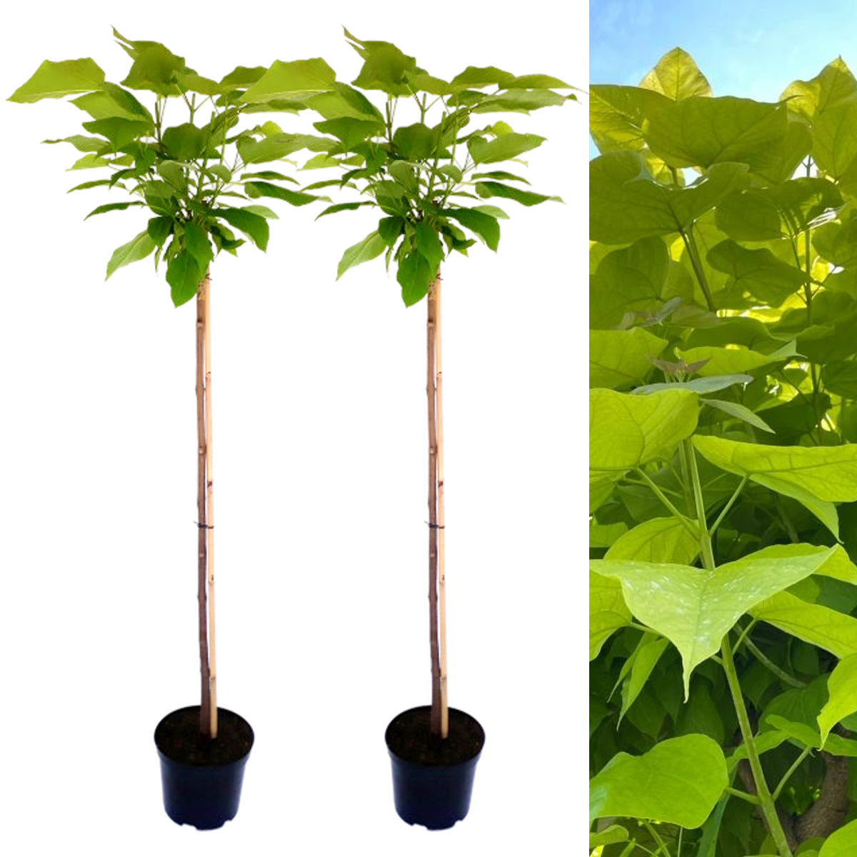Indian Bean Tree on 60cm Stem CATALPHA-2-image1 4