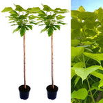 Indian Bean Tree on 60cm Stem CATALPHA-2-image1 4
