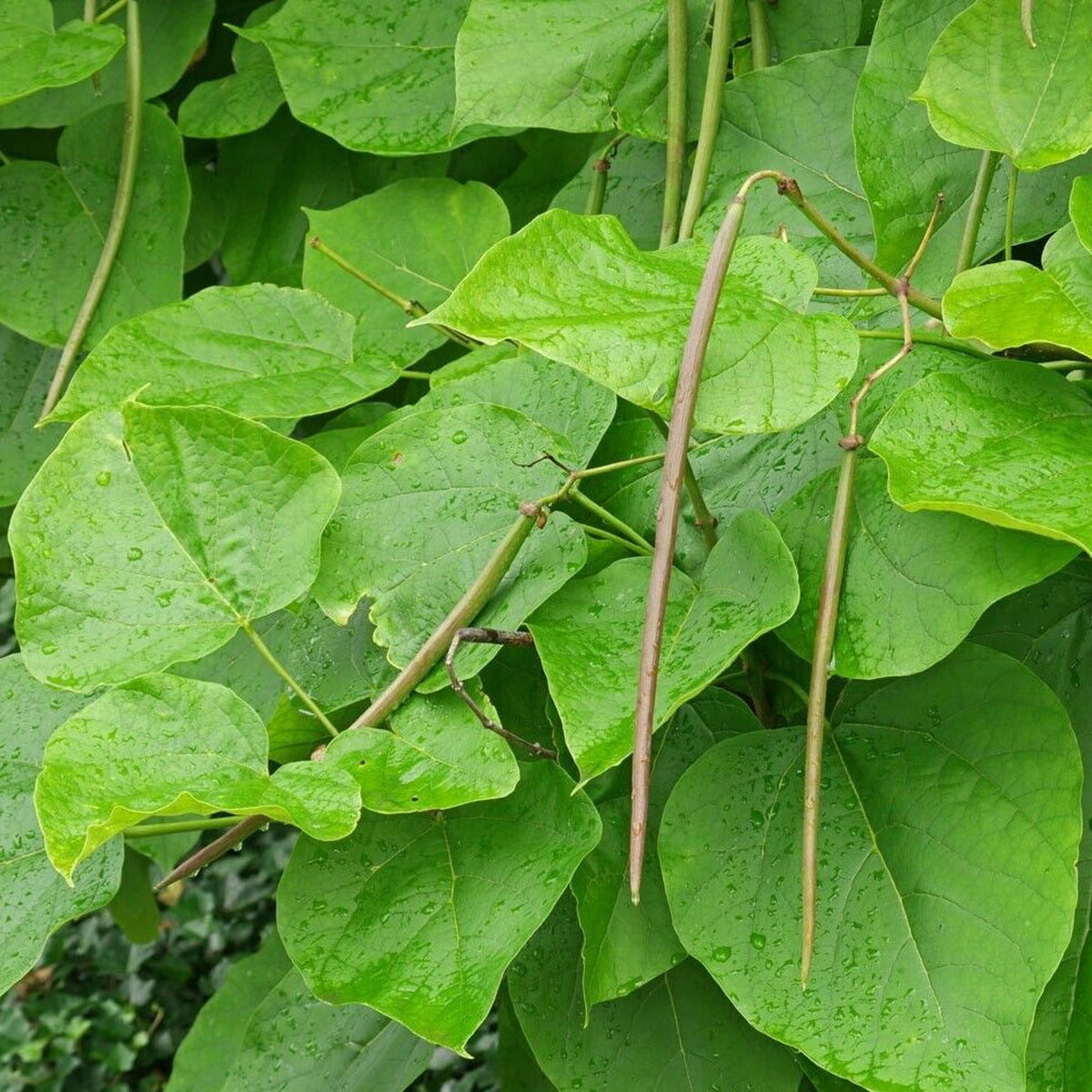 Indian Bean Tree on 60cm Stem CATALPHA-image2 3