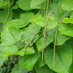Indian Bean Tree on 60cm Stem CATALPHA-image2 3