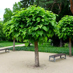 Indian Bean Tree on 60cm Stem CATALPHA-image3 5