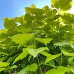 Indian Bean Tree on 60cm Stem CATALPHA-image4 1