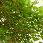 Indian Bean Tree on 60cm Stem CATALPHA-image5 6