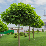 Indian Bean Tree on 60cm Stem CATALPHA-image6 7