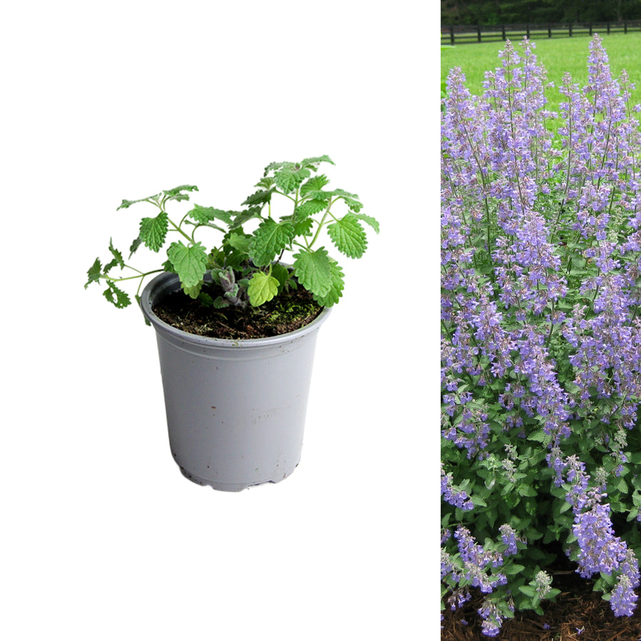 Catmint Plant single catmint in 9cm pot on white background 7