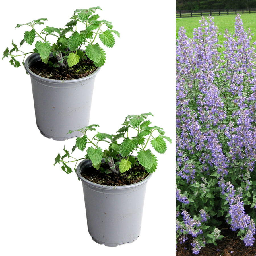 Catmint Plant two catmint in 9cm pots on white background 8