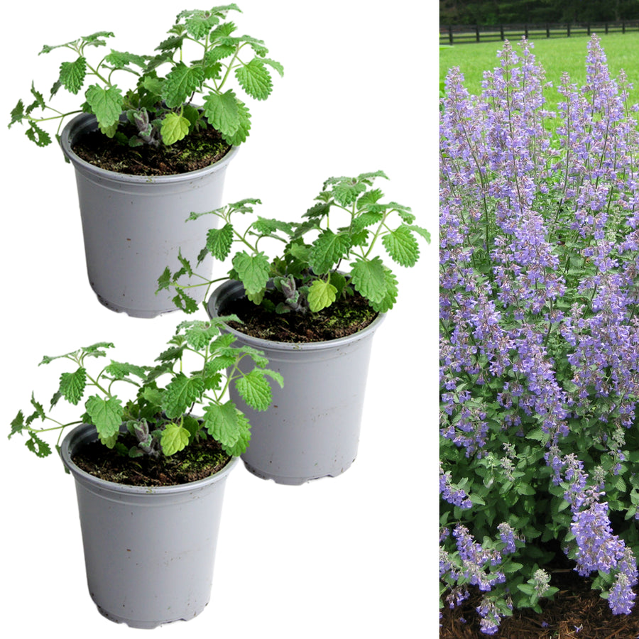 Catmint Plant three catmint in 9cm pots on white background 9