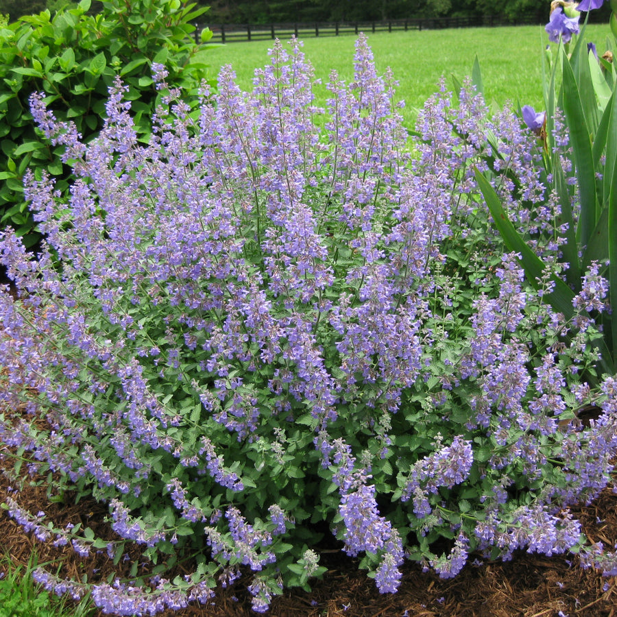 Catmint Plant catmint herb plant shrub bush 2