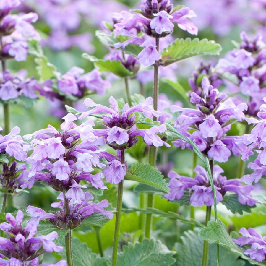 Catmint Plant close up of purple catmint flowers 5