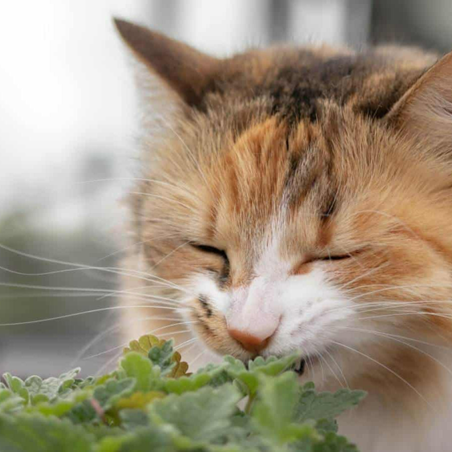 Catmint Plant ginger cat snigging catmint 3