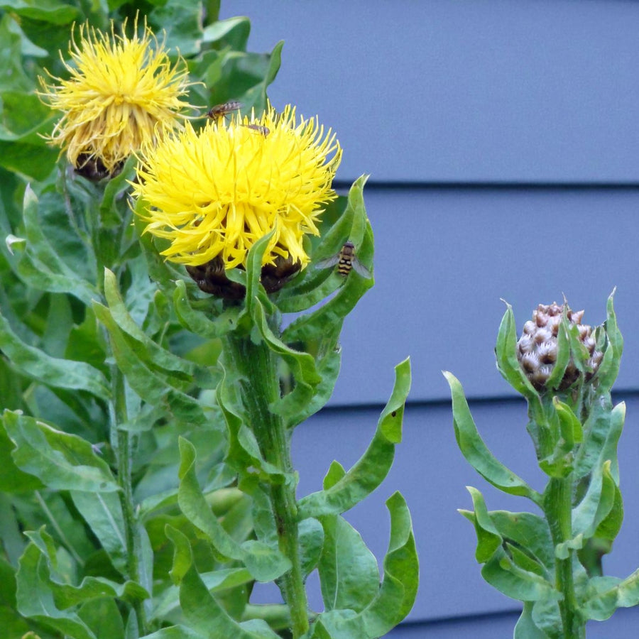 Centaurea Macrocephala Bare Root  3