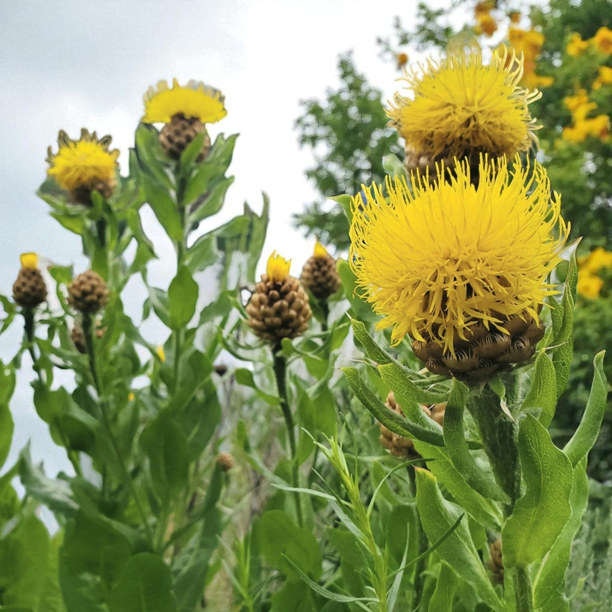 Centaurea Macrocephala Bare Root  4