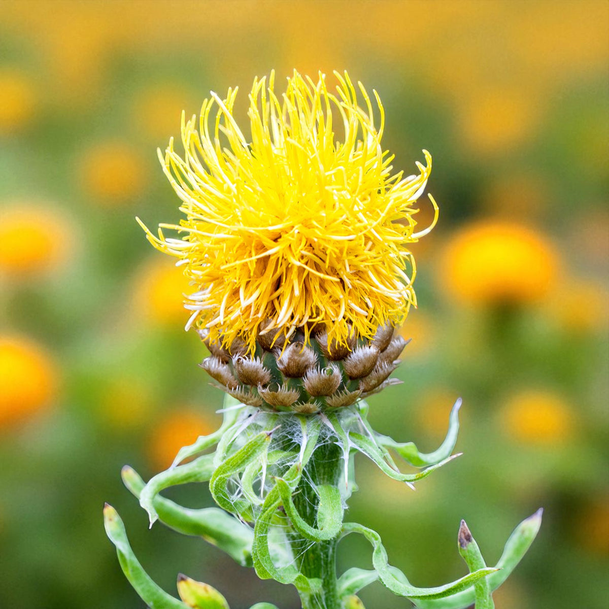 Centaurea Macrocephala Bare Root  1